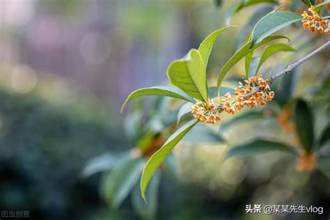 種桂花好嗎|6個桂花照顧小技巧，教你如何種植桂花樹 